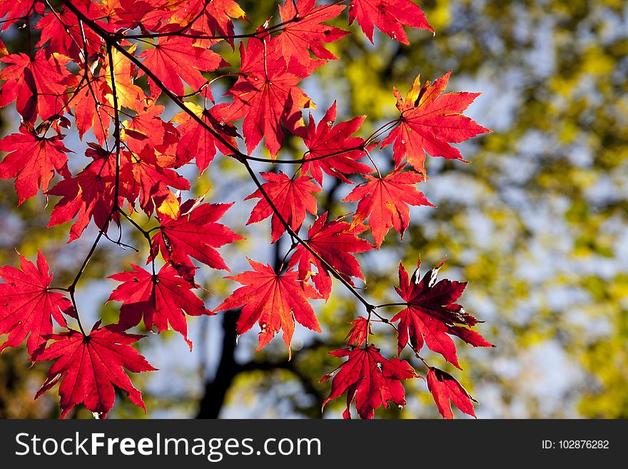 Maple Leaf, Red, Leaf, Autumn