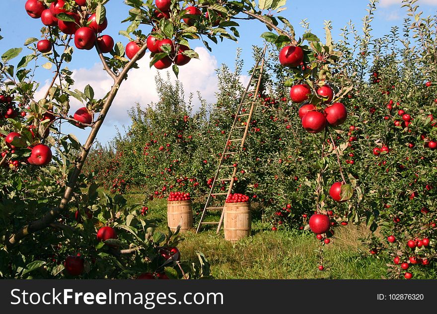 Fruit, Tree, Plant, Fruit Tree