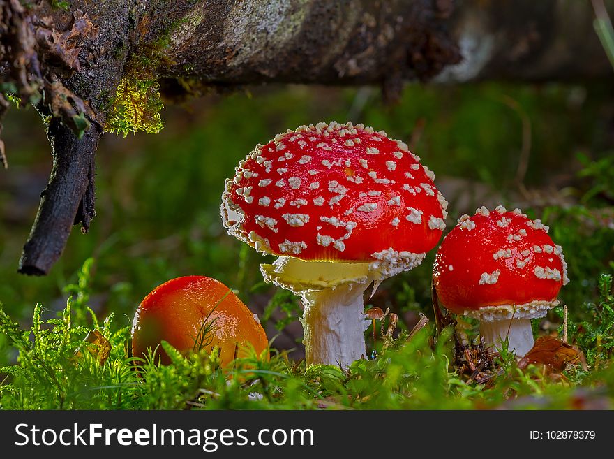 Fungus, Mushroom, Agaric, Vegetation