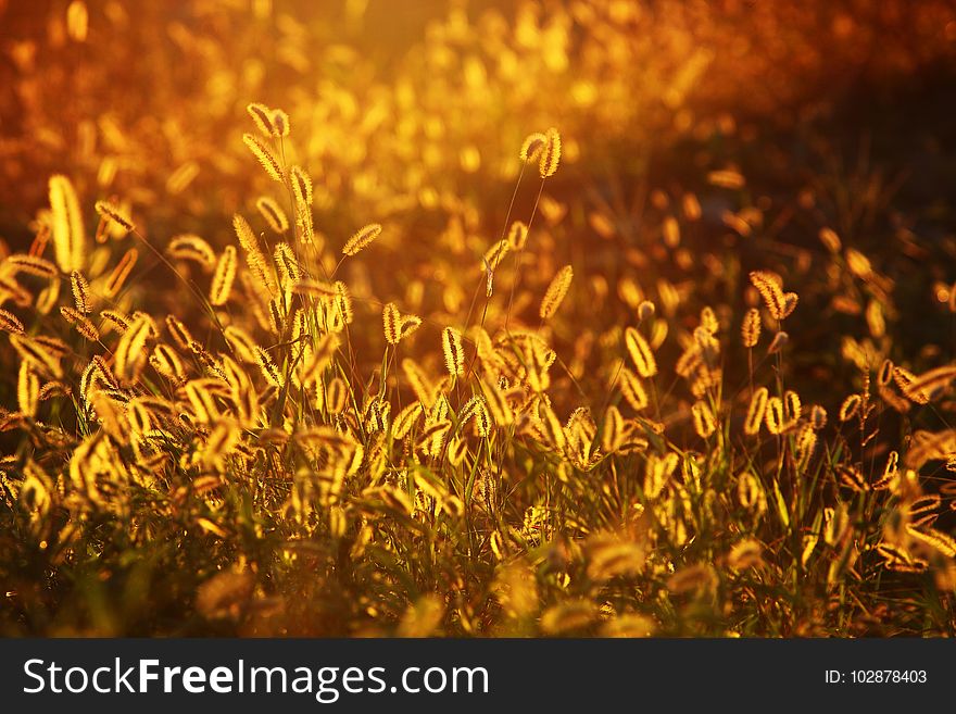 Yellow, Vegetation, Grass, Field
