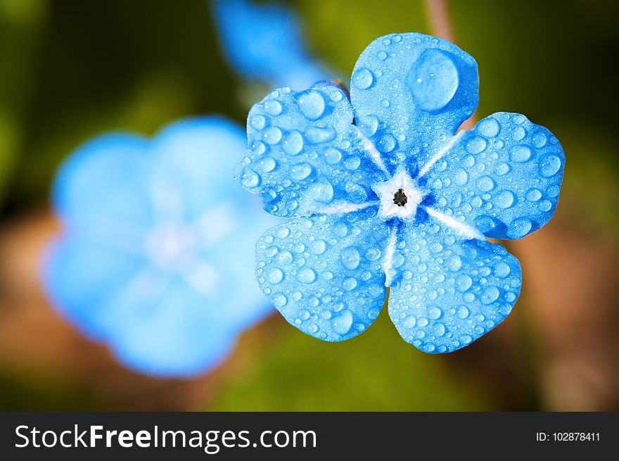 Blue, Flower, Macro Photography, Flora