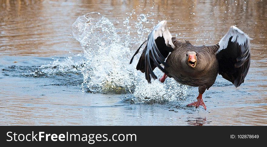 Water, Bird, Water Bird, Ducks Geese And Swans