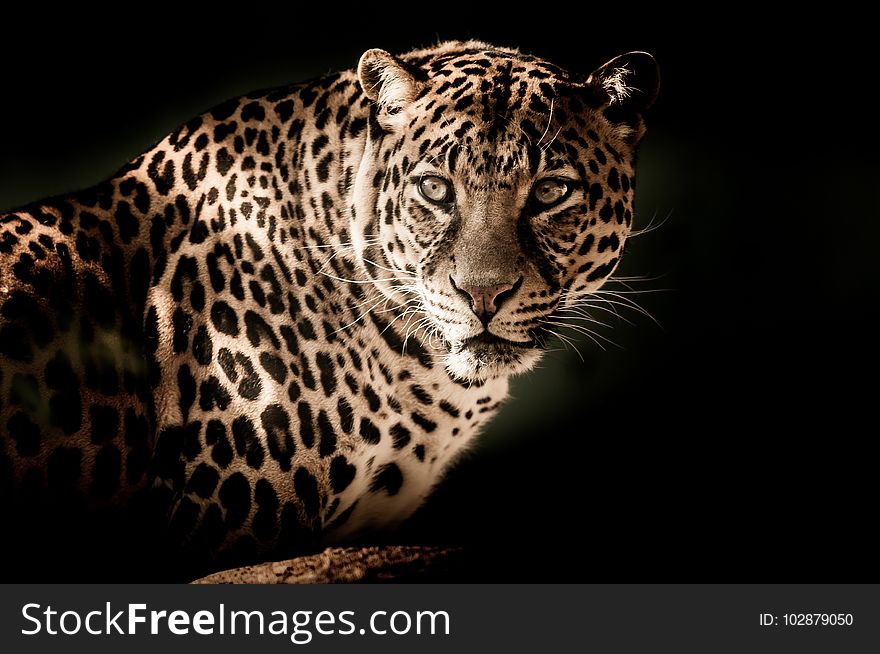 Leopard, Wildlife, Jaguar, Terrestrial Animal