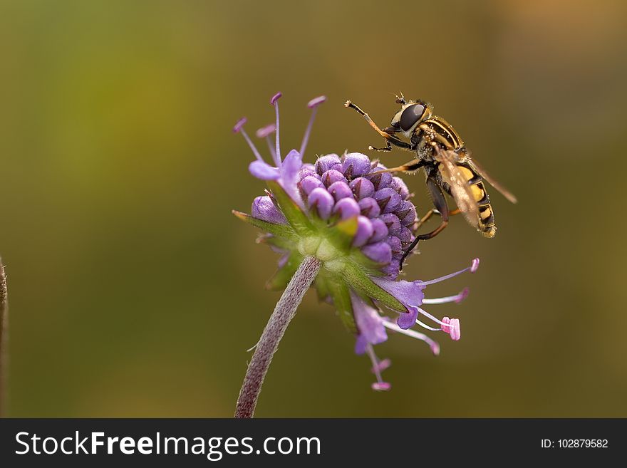 Insect, Honey Bee, Wasp, Nectar