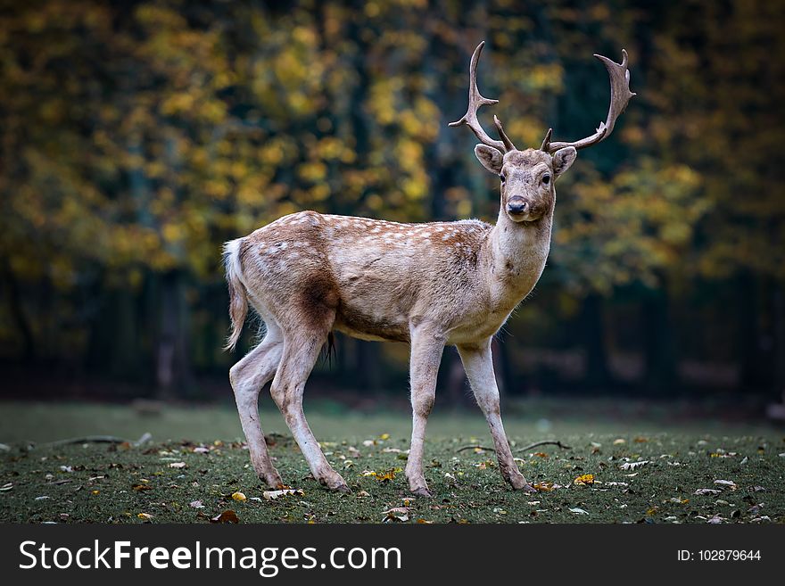 Wildlife, Deer, Fauna, Mammal