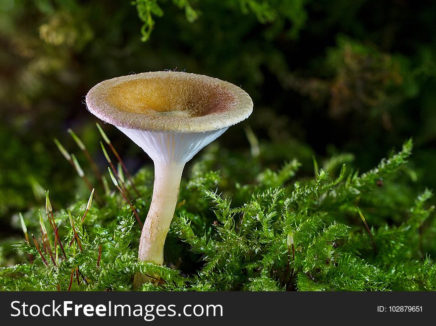 Mushroom, Fungus, Edible Mushroom, Agaricomycetes