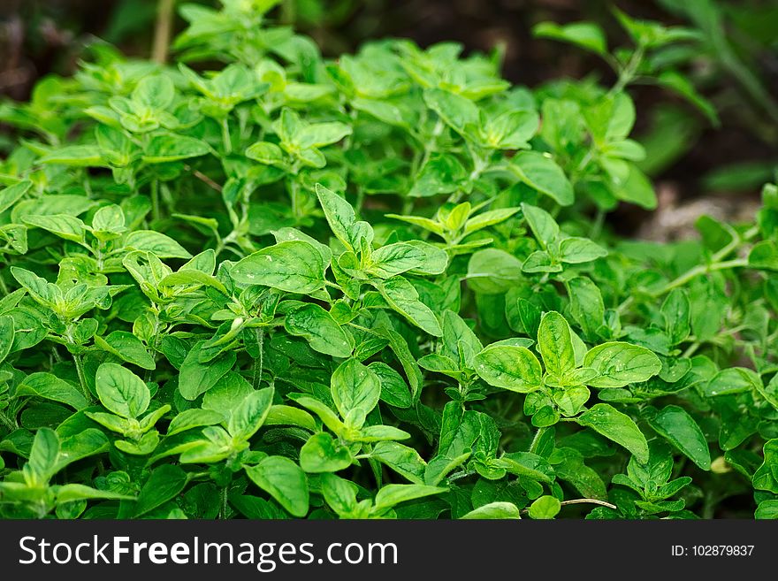 Plant, Herb, Leaf, Basil