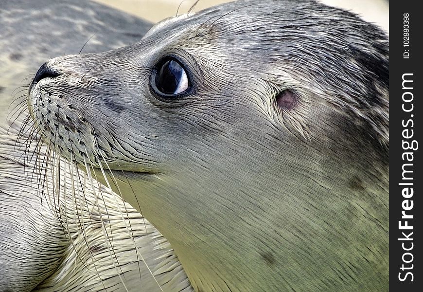 Seals, Harbor Seal, Fauna, Mammal
