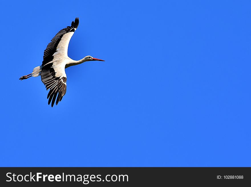 Bird, Sky, Beak, White Stork