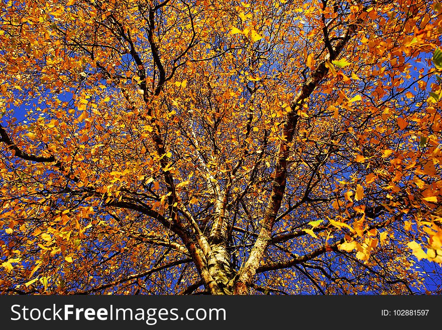 Tree, Nature, Branch, Yellow