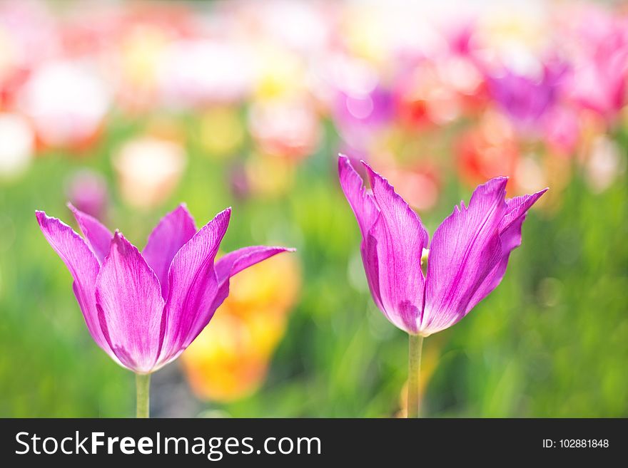 Flower, Pink, Plant, Tulip