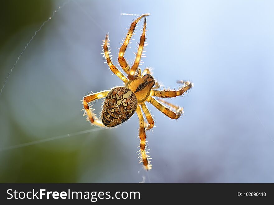 A Cross Spider Araneus diadematus
