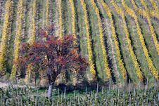 Pear Tree And Warm Vineyards In Autumn Royalty Free Stock Photography