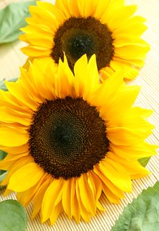 Sunflowers Royalty Free Stock Image Sunflowers Royalty Free Stock Image