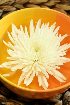 White Chrysanthemum In  Bowl With Water. Royalty Free Stock Photography
