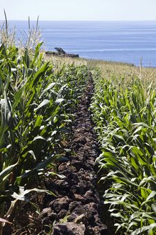 Stone Wall In Corn Field Stock Image Stone Wall In Corn Field Stock Image