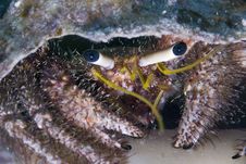 Hermit Crab Stock Images Hermit Crab Stock Images