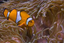 Clownfish Royalty Free Stock Photo Clownfish Royalty Free Stock Photo