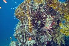 Lionfish Stock Image Lionfish Stock Image