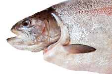 Rainbow Trout Stock Photo Rainbow Trout Stock Photo