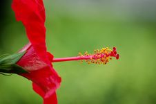 Hibiscus Flower Stock Image Hibiscus Flower Stock Image