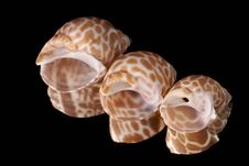 Sea Cockleshell Stock Photo