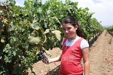 Young Girl In Vineyard Royalty Free Stock Photo Young Girl In Vineyard Royalty Free Stock Photo