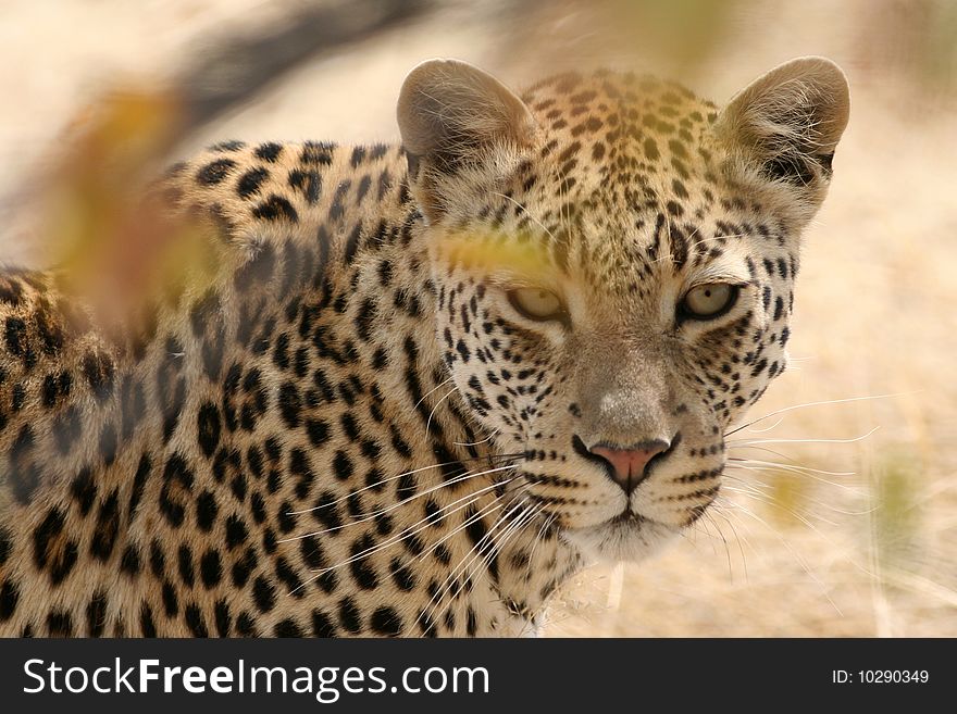 Leopard Head - Safari Tour - Namibia - Africa. Leopard Head - Safari Tour - Namibia - Africa