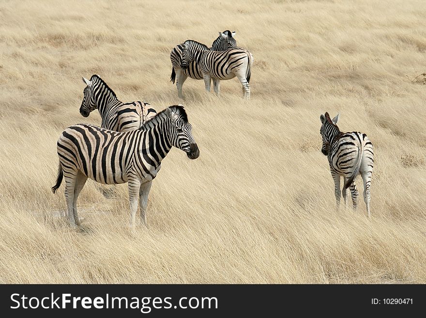 Zebras In The Savannah - Namibia - Africa