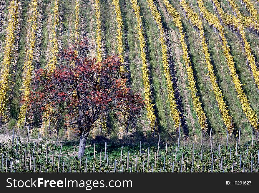 Pear tree and warm vineyards in autumn