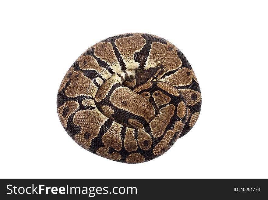 Snake on white background (Python regius, Ballpython)