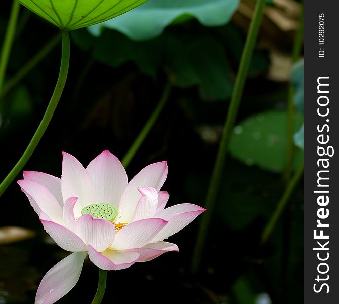 Single lotus on the pond with close-up.