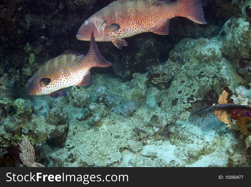 Coralgrouper taken in the red sea.