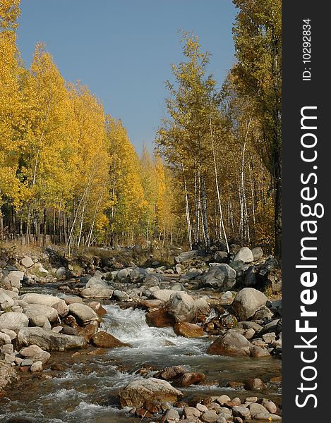 Yellow birches at the mountain river. Yellow birches at the mountain river
