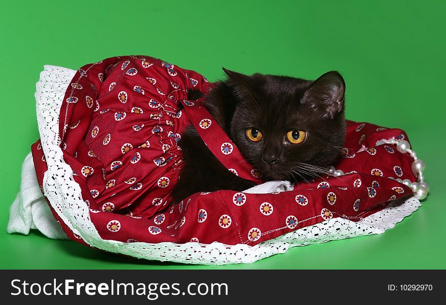 Black cat in a red dress on a green background. Black cat in a red dress on a green background.