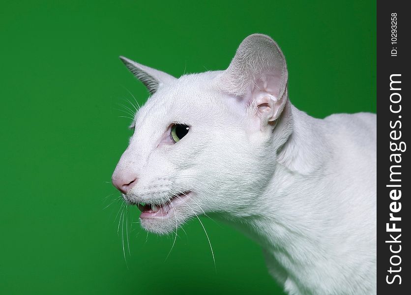 White cat on a green background. White cat on a green background.