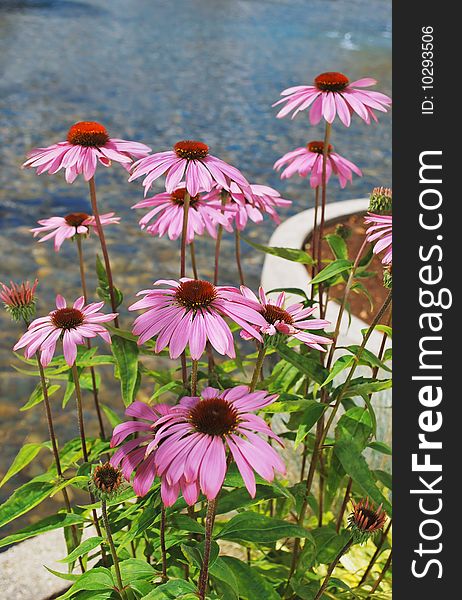 Big pink daisy flowers on the blue water background. Big pink daisy flowers on the blue water background.