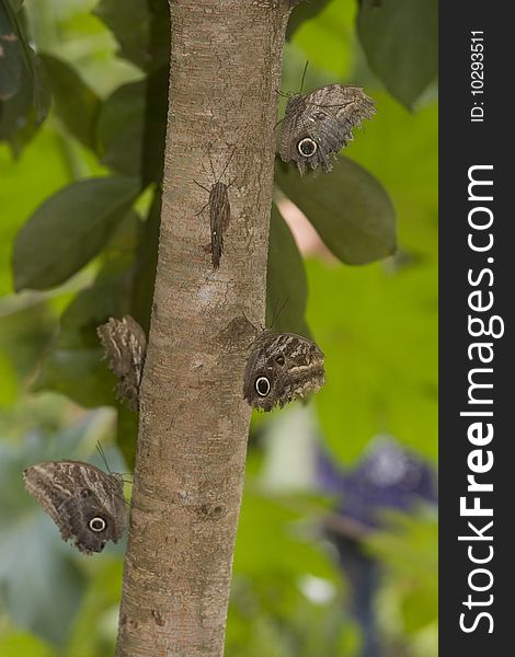 Group of owl butterflies along the trunk of a tropical tree