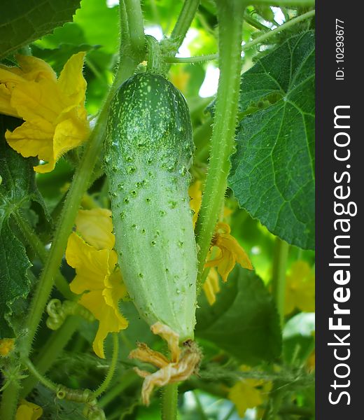 Cucumber On The Stalk