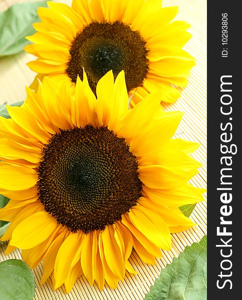 Two yellow sunflowers on a wooden background,