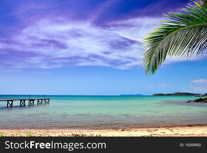 Palm tree near the sea