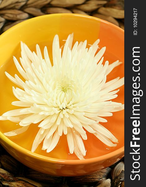 White chrysanthemum in  bowl with water.