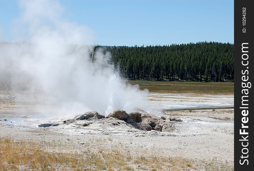 Yellowstone - Hot spring erupting with forest in background