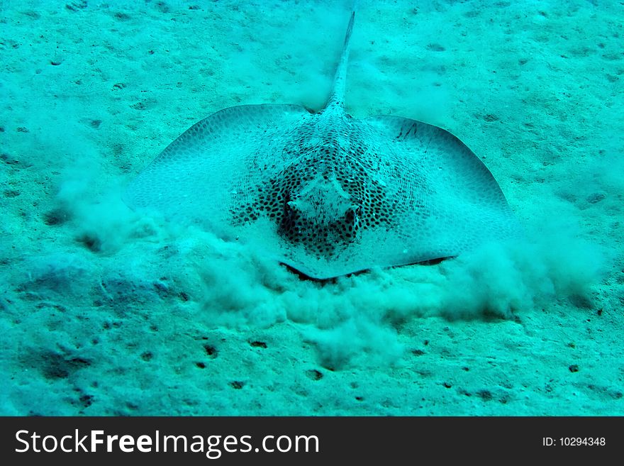 Darkspotted stingray taken in th red sea.