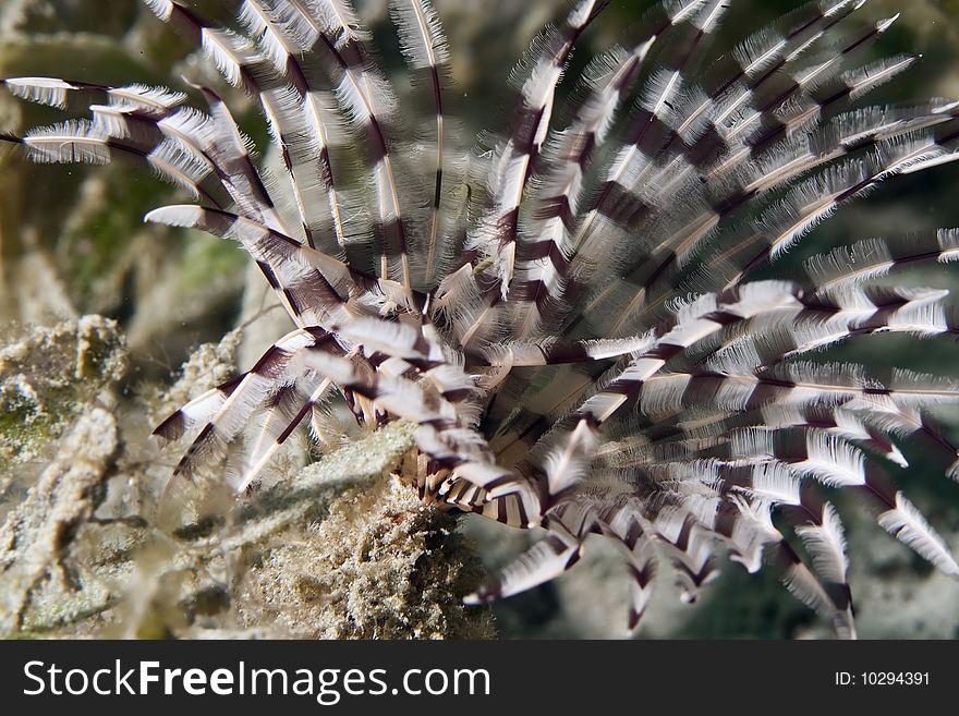 Feather duster worm taken in th red sea.