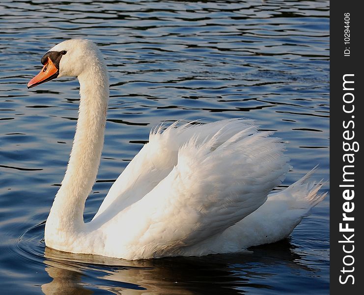 Mute swan in lake facing left