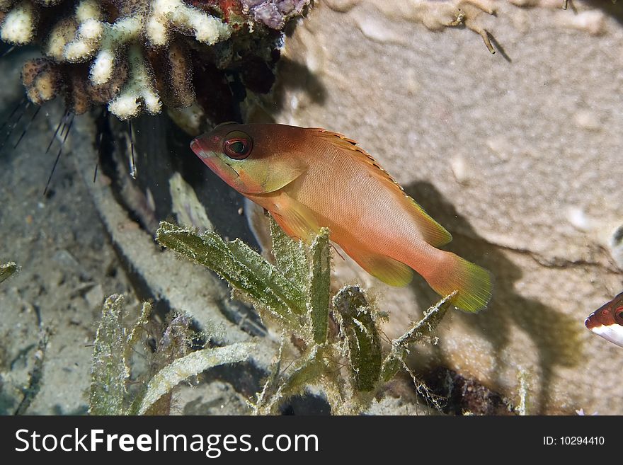 Blacktip Grouper