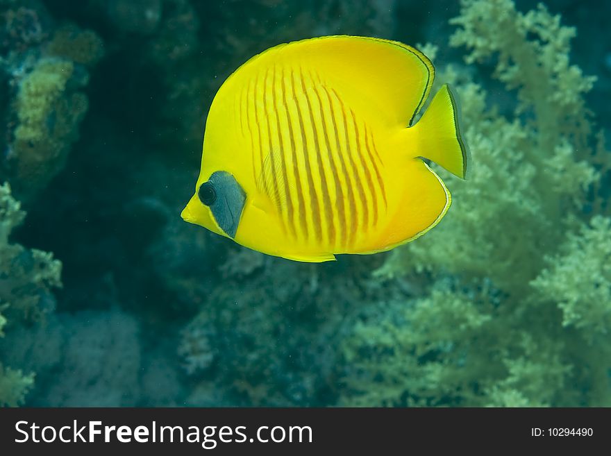 Masked butterflyfish taken in th red sea.