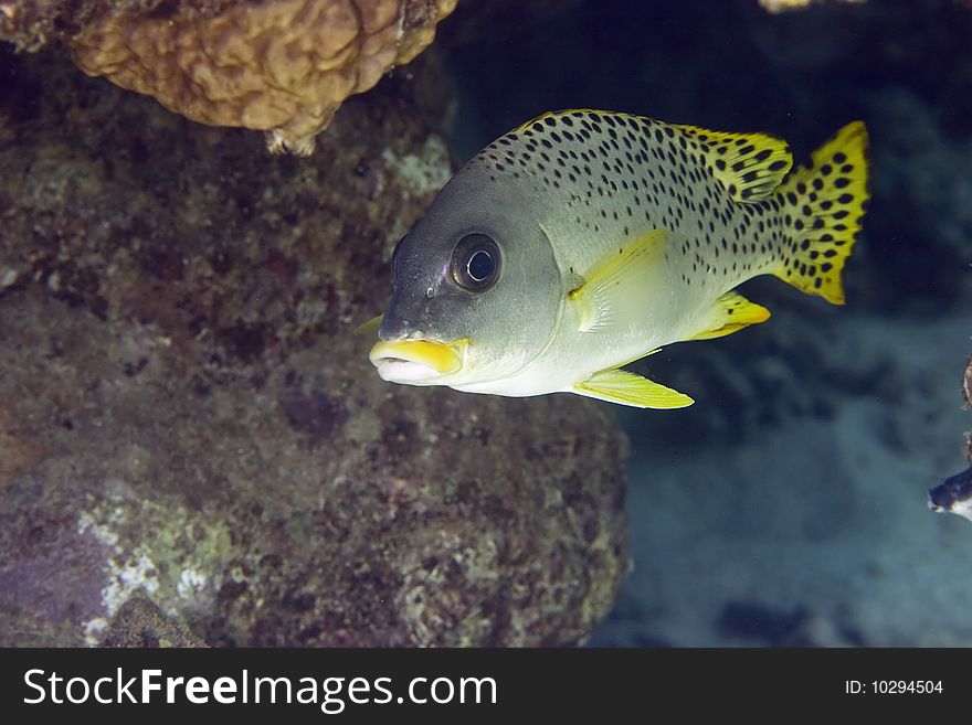 Blackspotted sweetlips taken in th red sea.