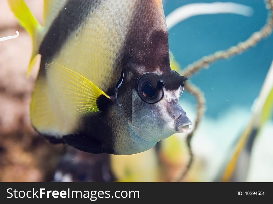 Bannerfish taken in th red sea.